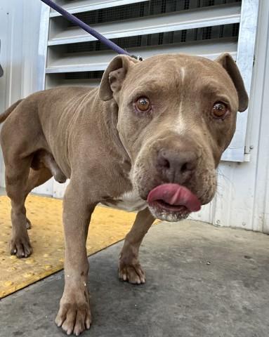 HUGO, Adoptable, Adult Male Pit Bull Terrier.