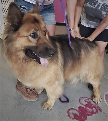Rocco, Adopted, Adult Male Shepherd.