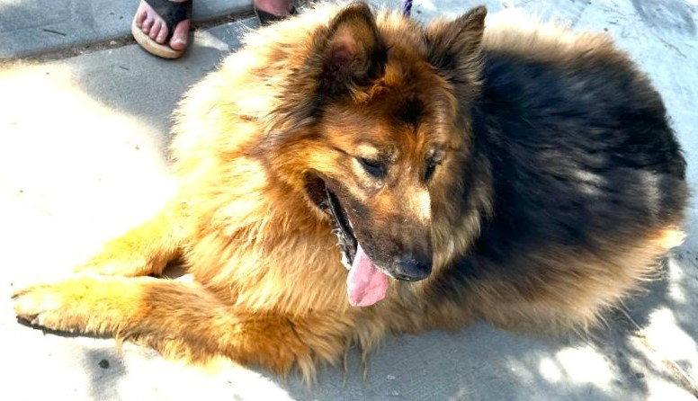 Rocco, a Adopted Shepherd in Fallbrook, CA image 2/3