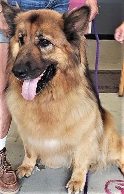 Rocco, a Adopted Shepherd in Fallbrook, CA image 3/3