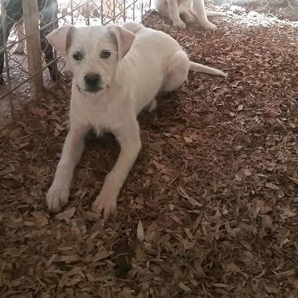 Enlarge Auggie Evan Evie, a Adoptable mixed breed in Westminster, SC image 1/5