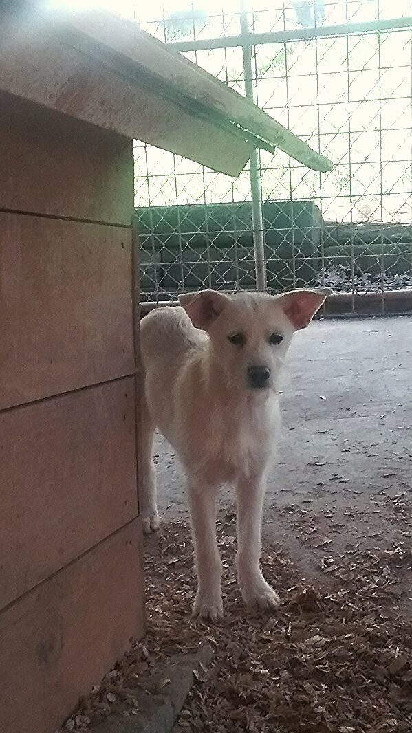 Enlarge Auggie Evan Evie, a Adoptable mixed breed in Westminster, SC image 3/5