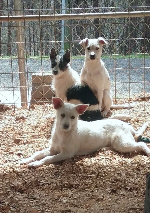 Auggie Evan Evie, Adoptable, Puppy Male Parson Russell Terrier.