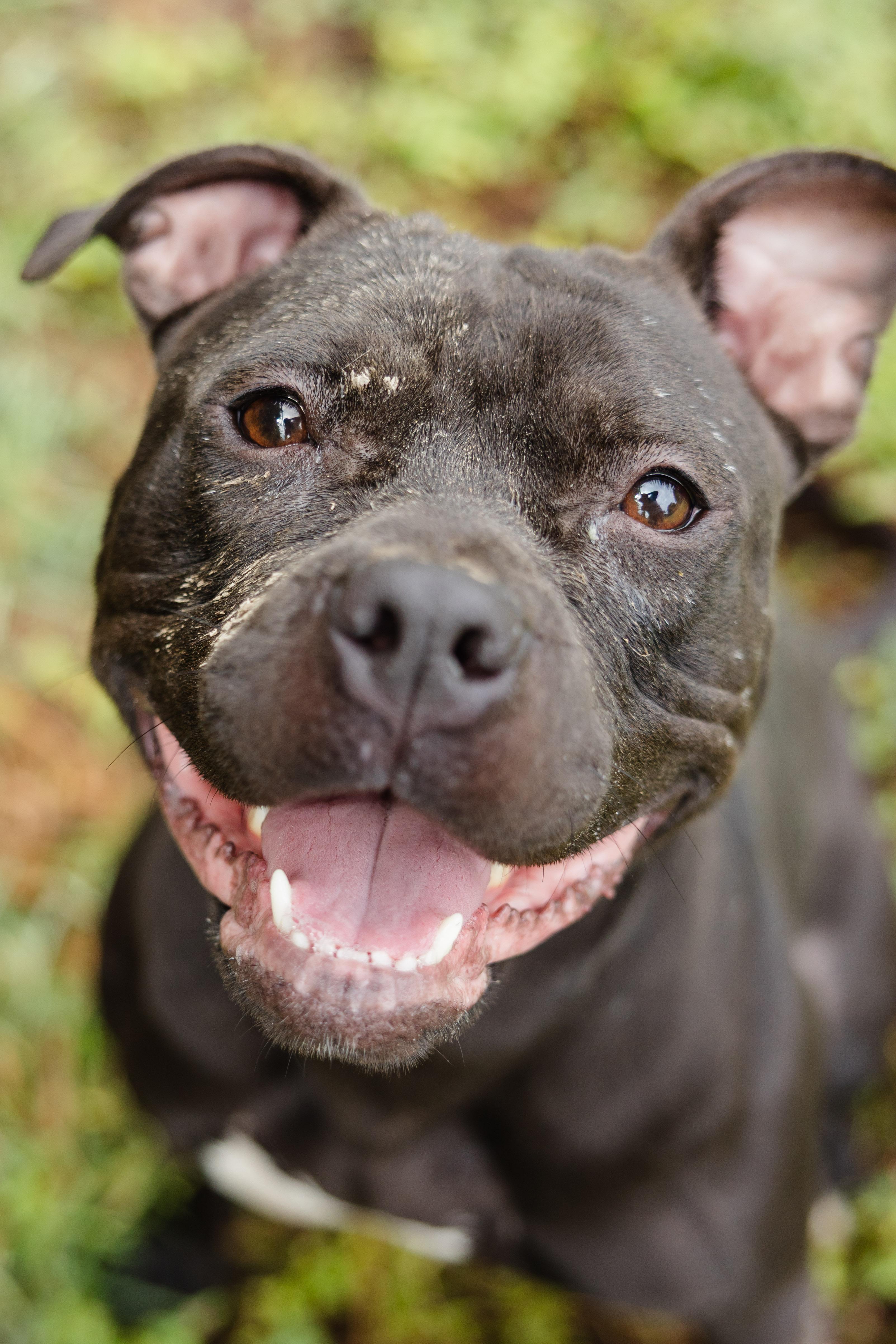 Bambi, Adoptable, Adult Female Pit Bull Terrier.