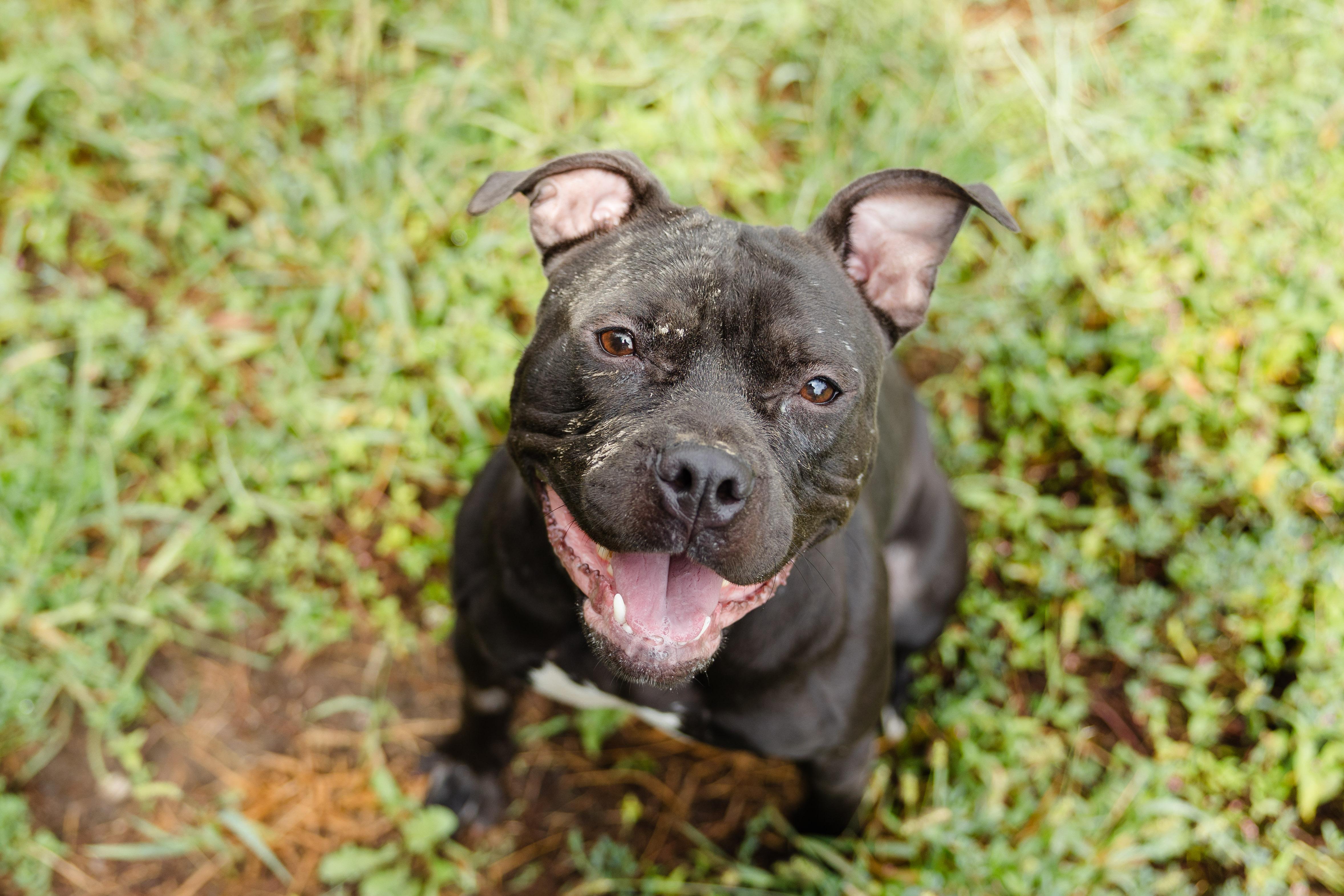 Enlarge Bambi, a Adoptable mixed breed in Newburgh, IN image 2/4