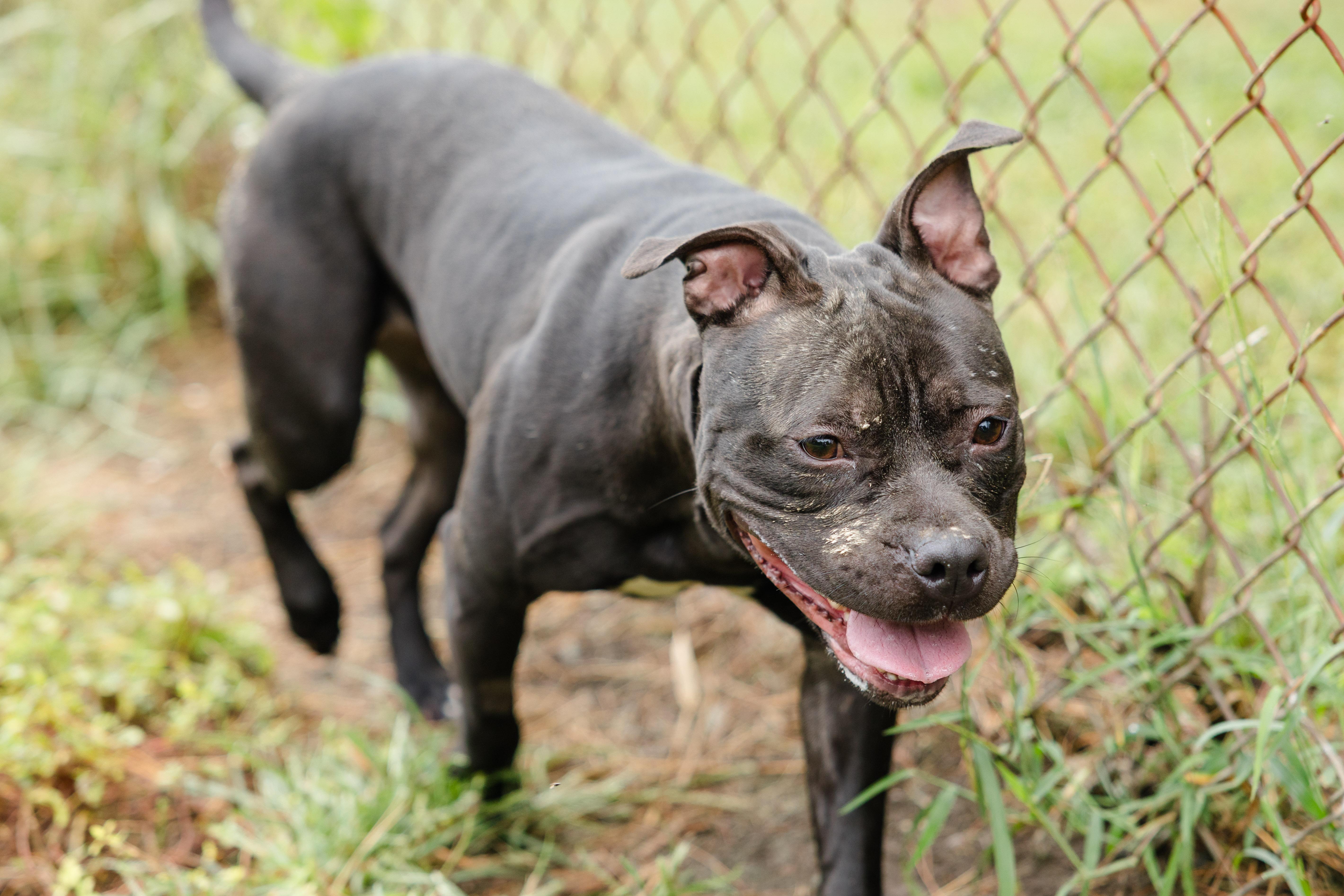 Enlarge Bambi, a Adoptable mixed breed in Newburgh, IN image 4/4