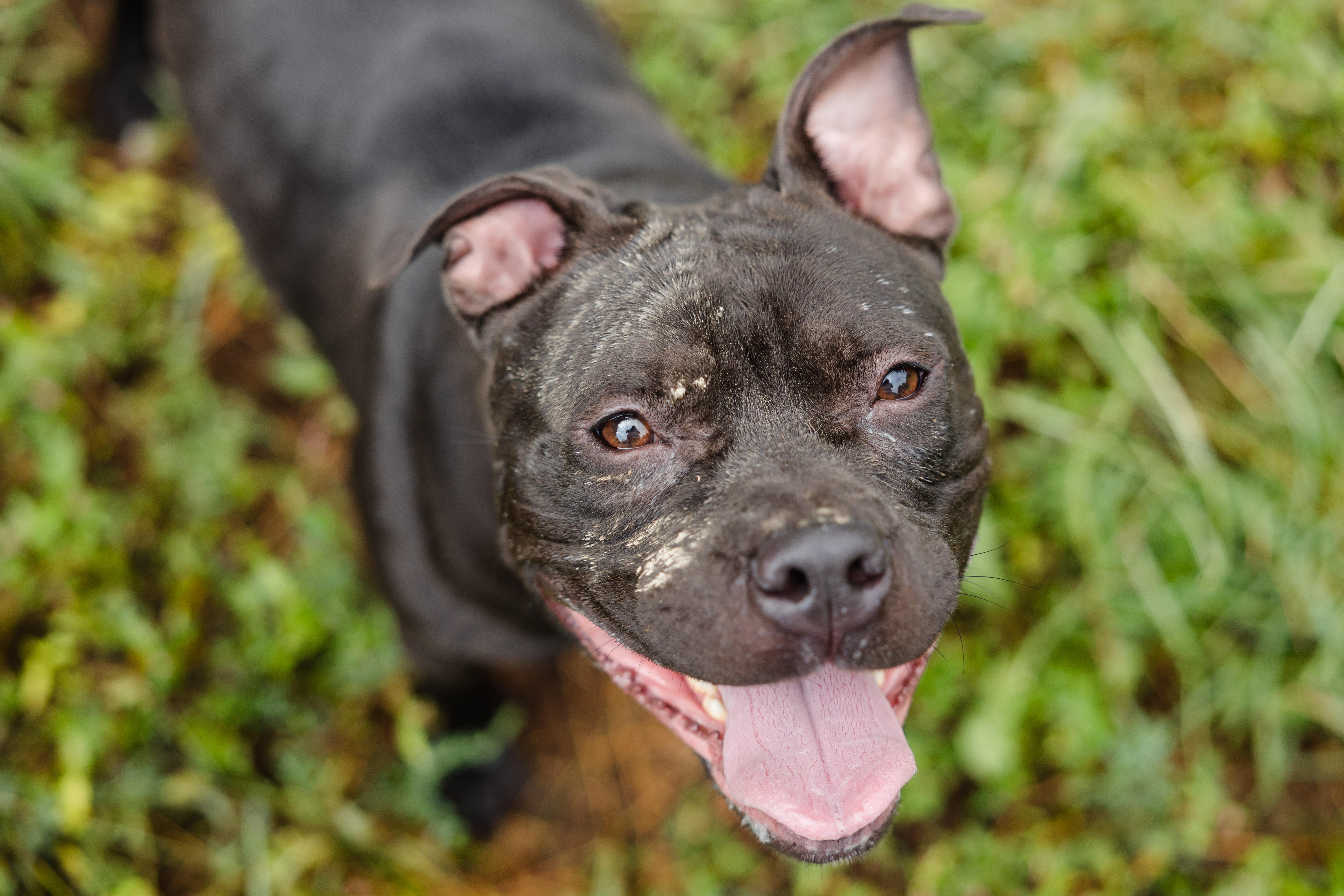 Enlarge Bambi, a Adoptable mixed breed in Newburgh, IN image 3/4