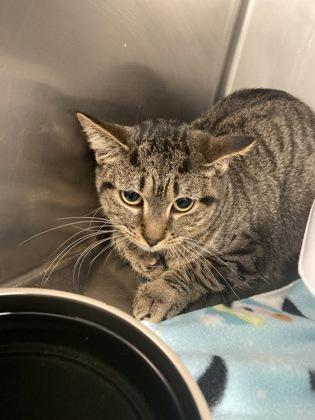 Enlarge Mariana, a Adoptable mixed breed in Norfolk, VA image 1/1