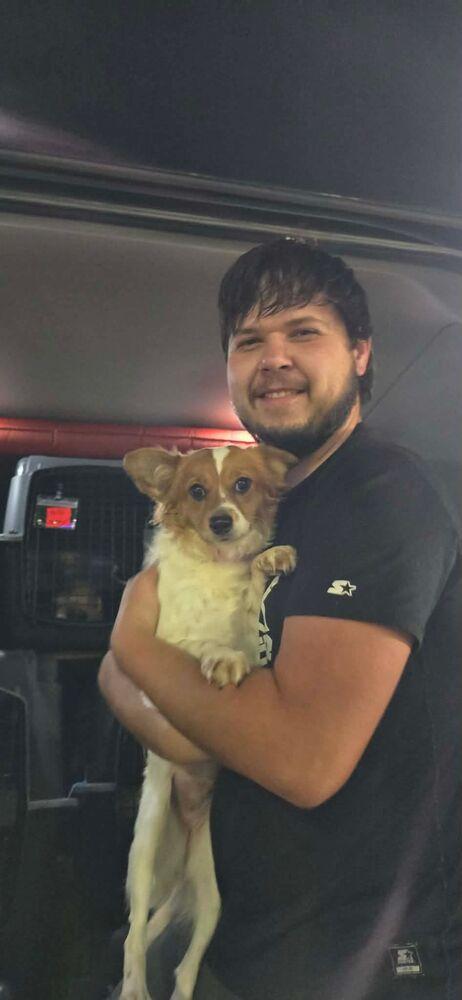 Enlarge Phoenix (FOSTERED LOCALLY), a Adoptable mixed breed in Leverett, MA image 1/6