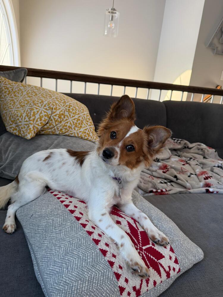 Enlarge Phoenix (FOSTERED LOCALLY), a Adoptable mixed breed in Leverett, MA image 3/6