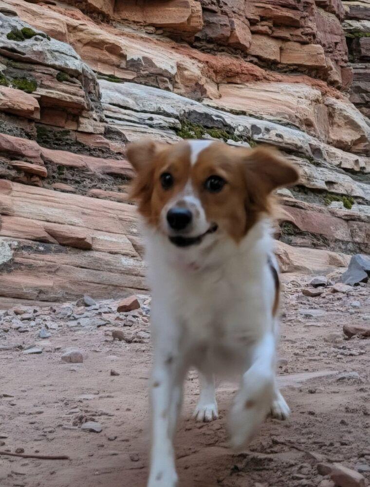 Enlarge Phoenix (FOSTERED LOCALLY), a Adoptable mixed breed in Leverett, MA image 5/6