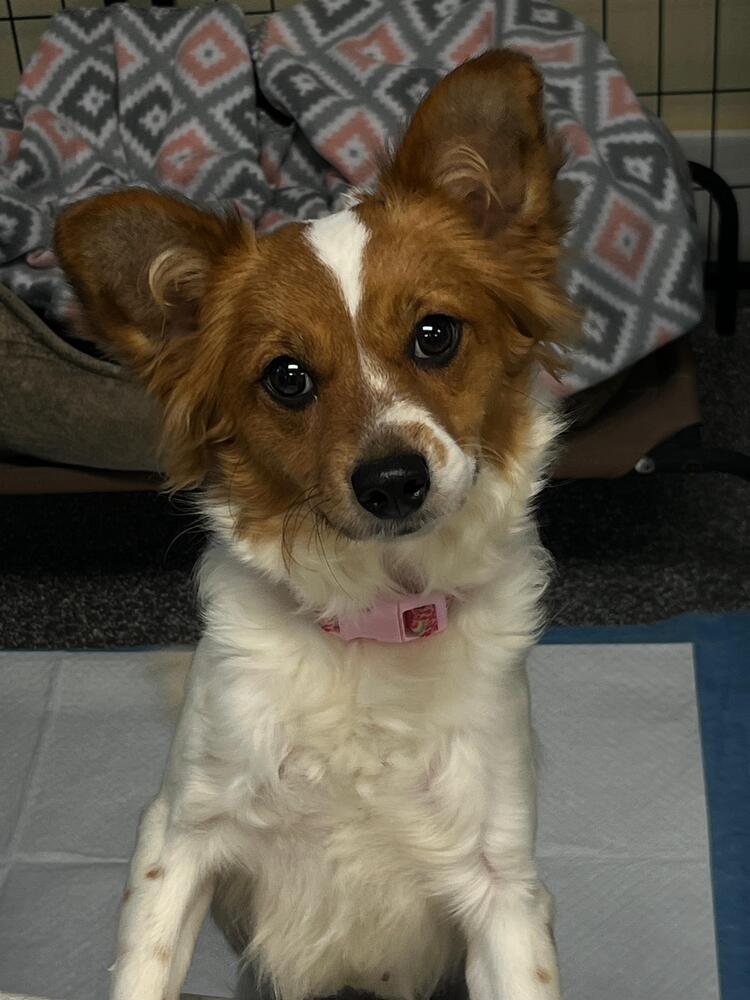 Enlarge Phoenix (FOSTERED LOCALLY), a Adoptable mixed breed in Leverett, MA image 6/6