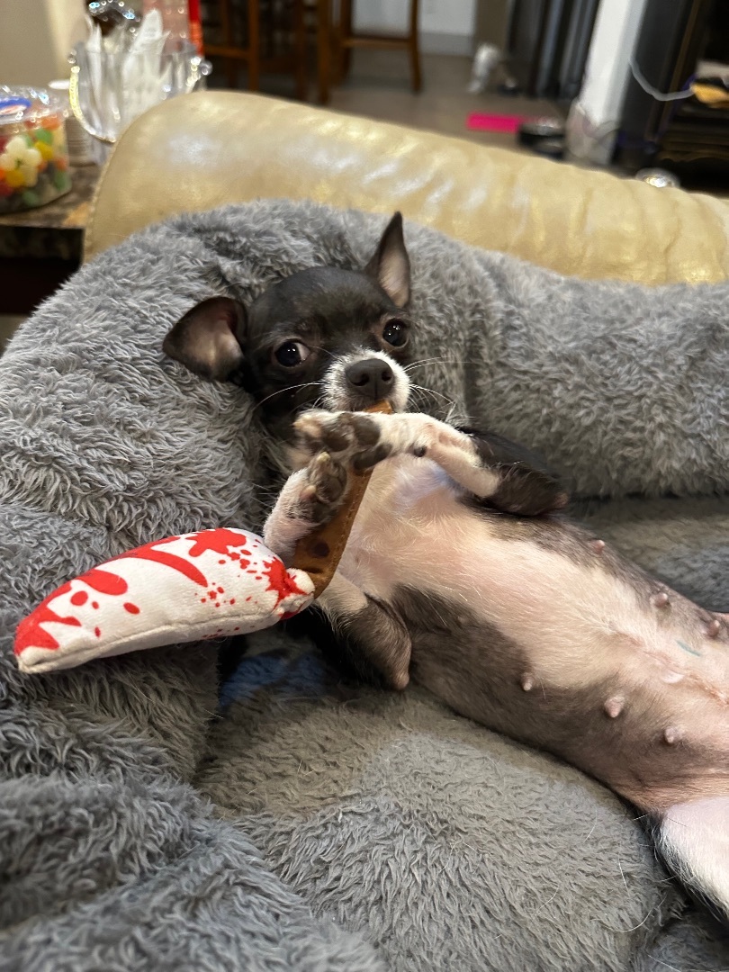 Felicia, Adopted, Young Female Chihuahua.