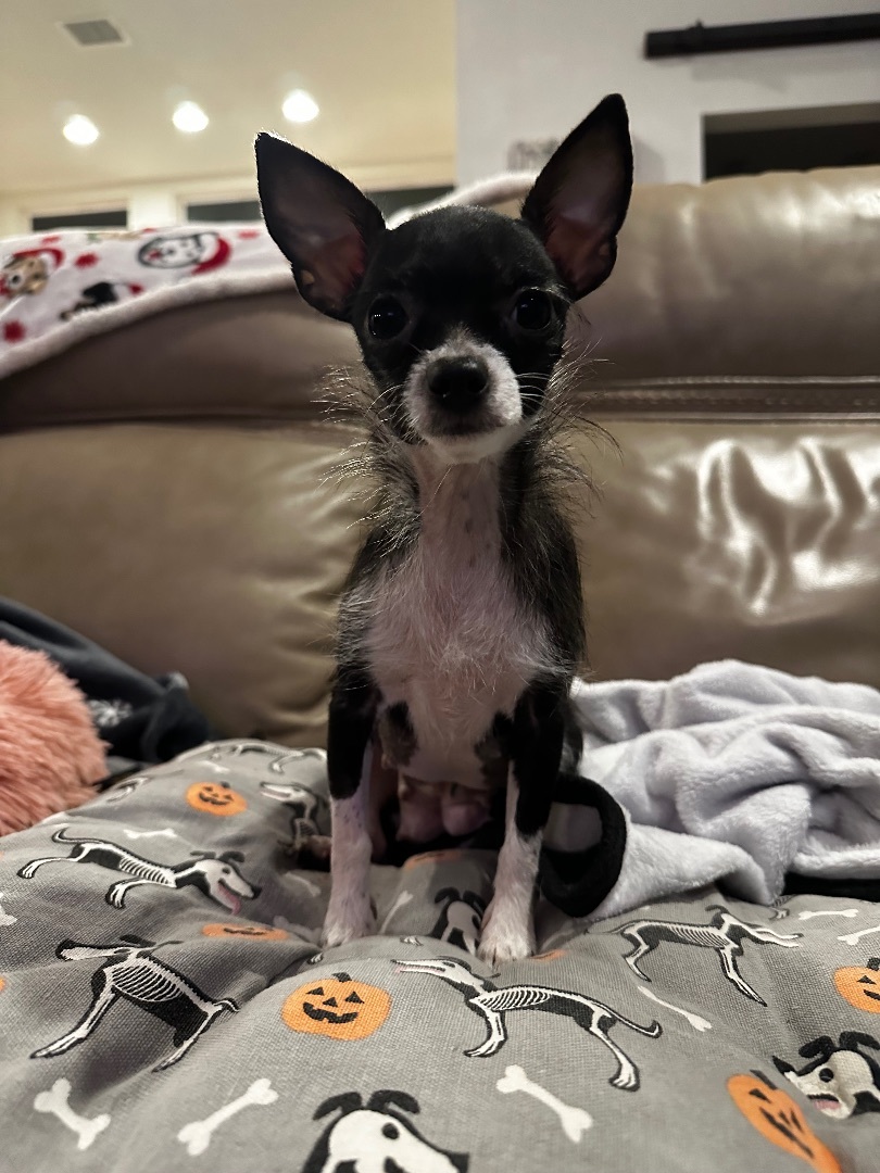 Enlarge Felicia, a Adopted Chihuahua in Cypress, TX image 2/4