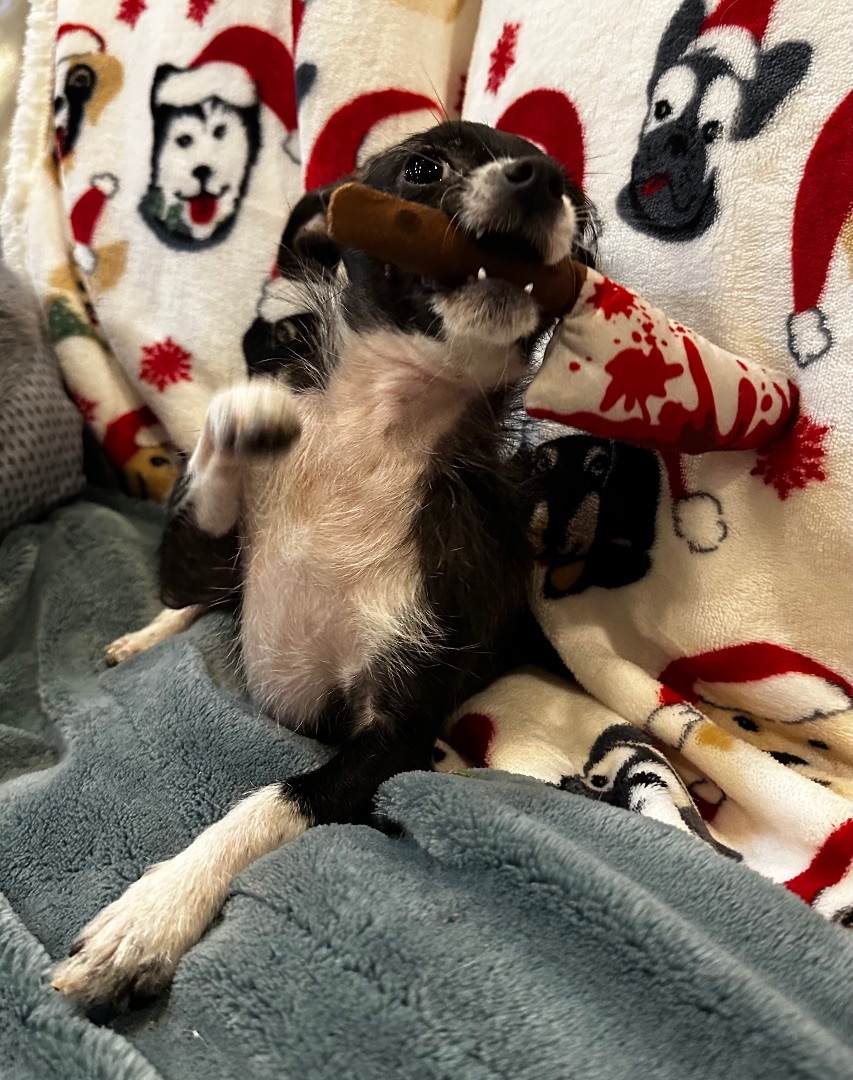 Enlarge Felicia, a Adopted Chihuahua in Cypress, TX image 3/4