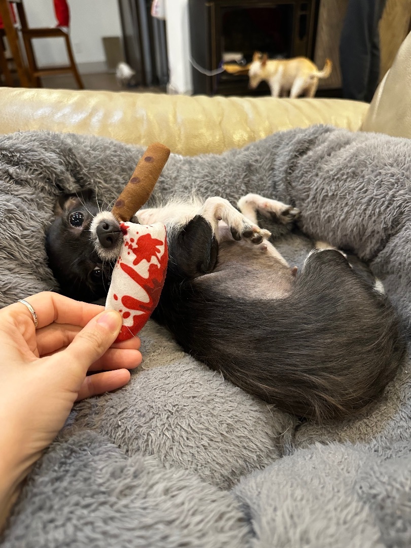 Enlarge Felicia, a Adopted Chihuahua in Cypress, TX image 4/4