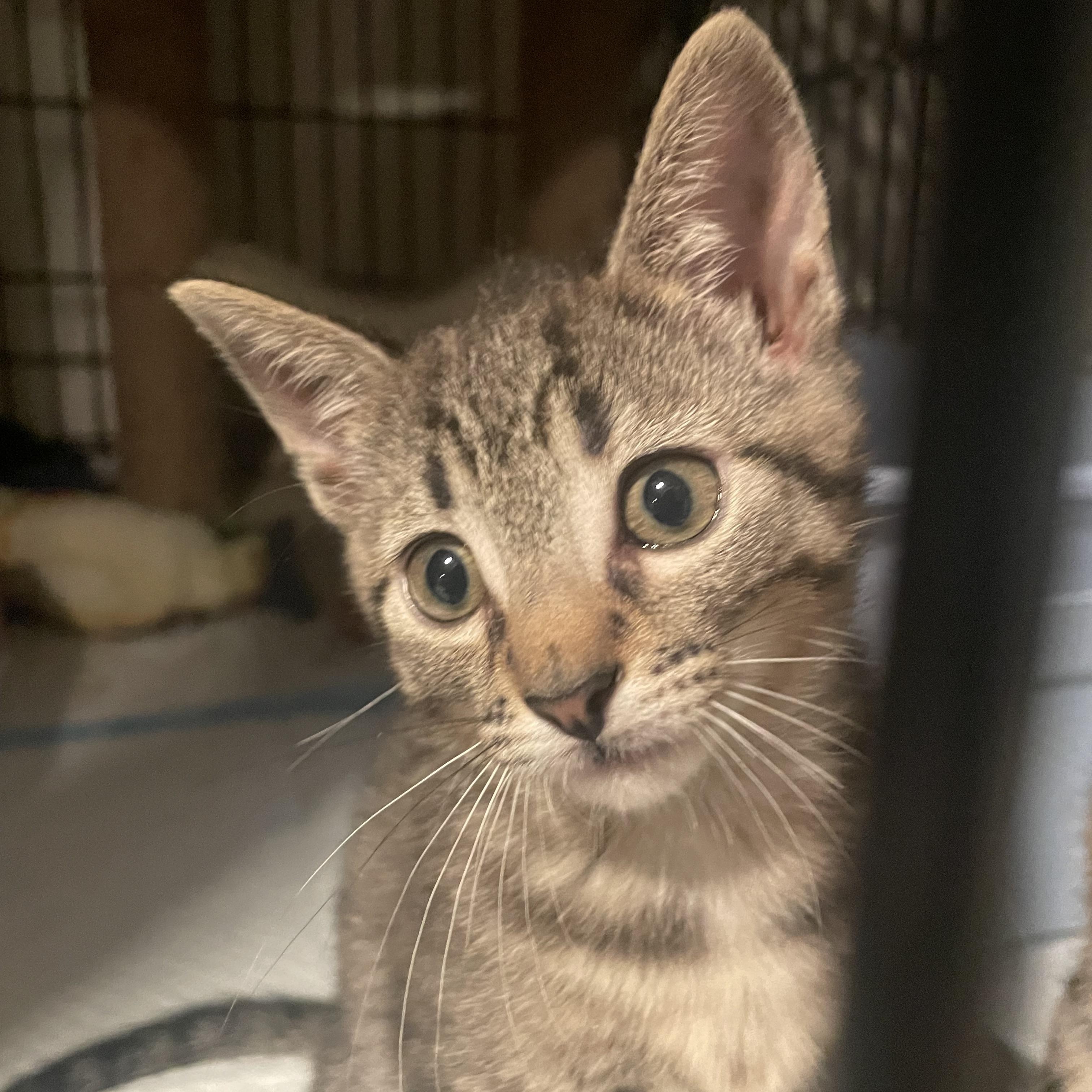 Enlarge Cassie, a Adoptable Domestic Short Hair in Turnersville, NJ image 3/5