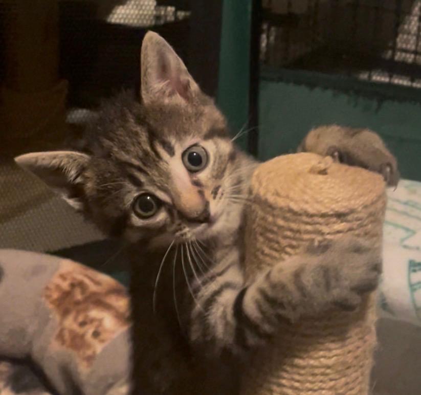 Enlarge Cassie, a Adoptable Domestic Short Hair in Turnersville, NJ image 1/5