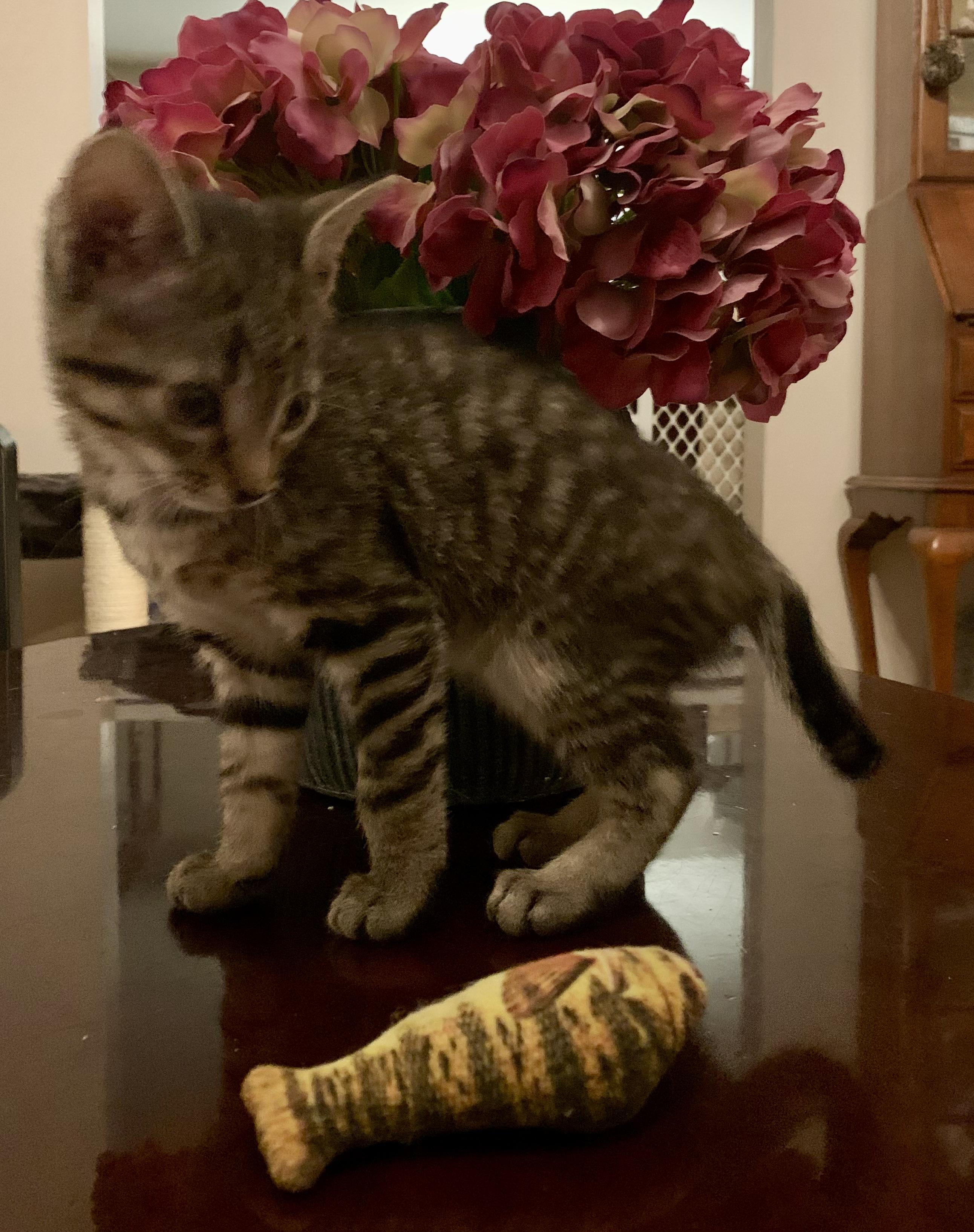 Enlarge Cassie, a Adoptable Domestic Short Hair in Turnersville, NJ image 4/5