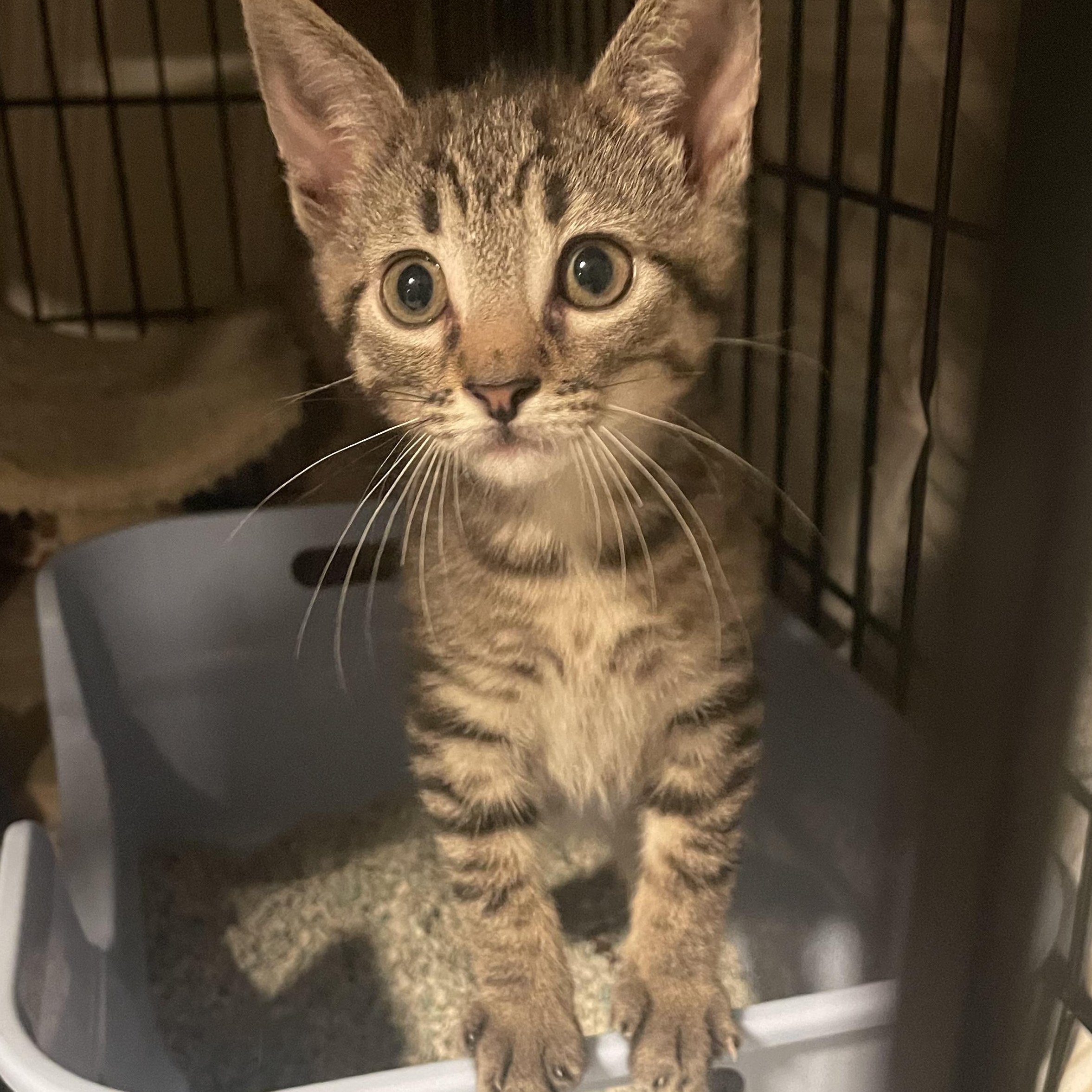 Enlarge Cassie, a Adoptable Domestic Short Hair in Turnersville, NJ image 5/5