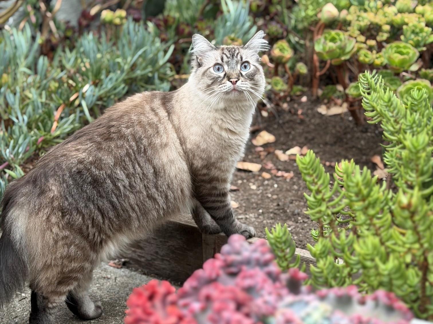 Enlarge Luca, a Adoptable Siamese in Berkeley, CA image 4/6