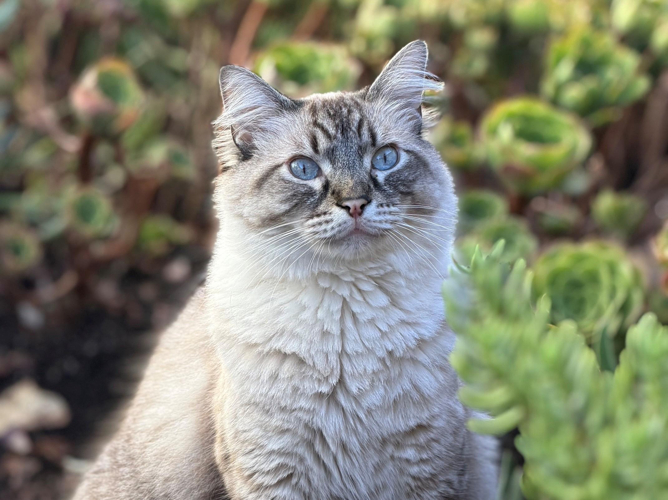Enlarge Luca, a Adoptable Siamese in Berkeley, CA image 1/6