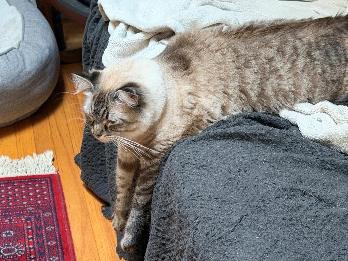 Enlarge Luca, a Adoptable Siamese in Berkeley, CA image 5/6