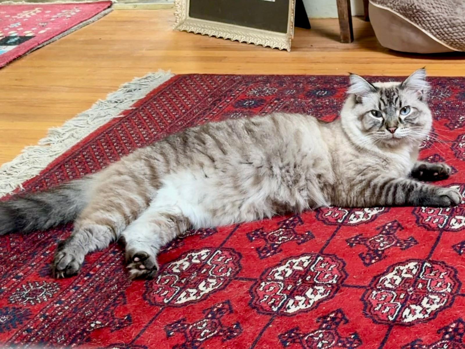 Enlarge Luca, a Adoptable Siamese in Berkeley, CA image 6/6
