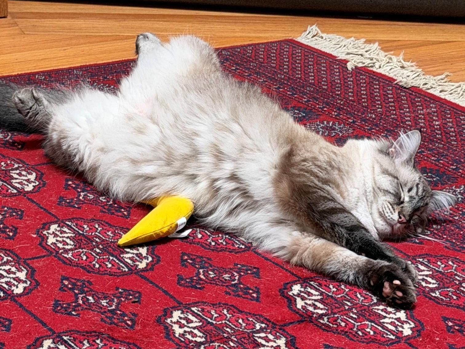 Enlarge Luca, a Adoptable Siamese in Berkeley, CA image 3/6