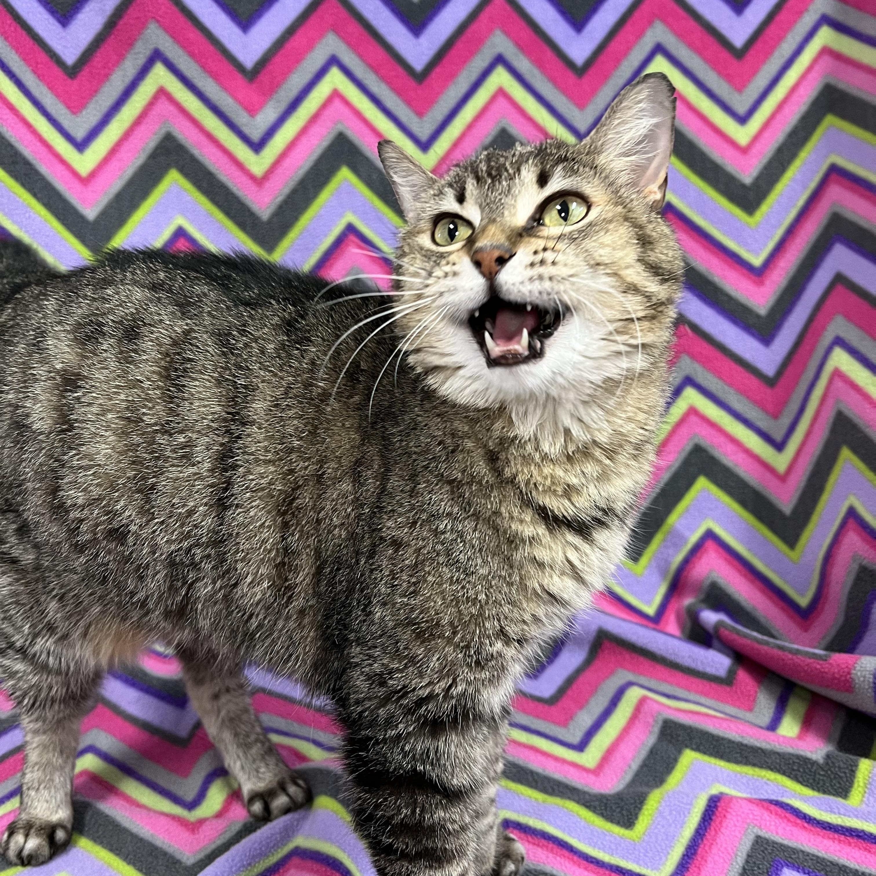 Stella, a Adoptable Extra-Toes Cat / Hemingway Polydactyl in Fairmont, MN image 2/6