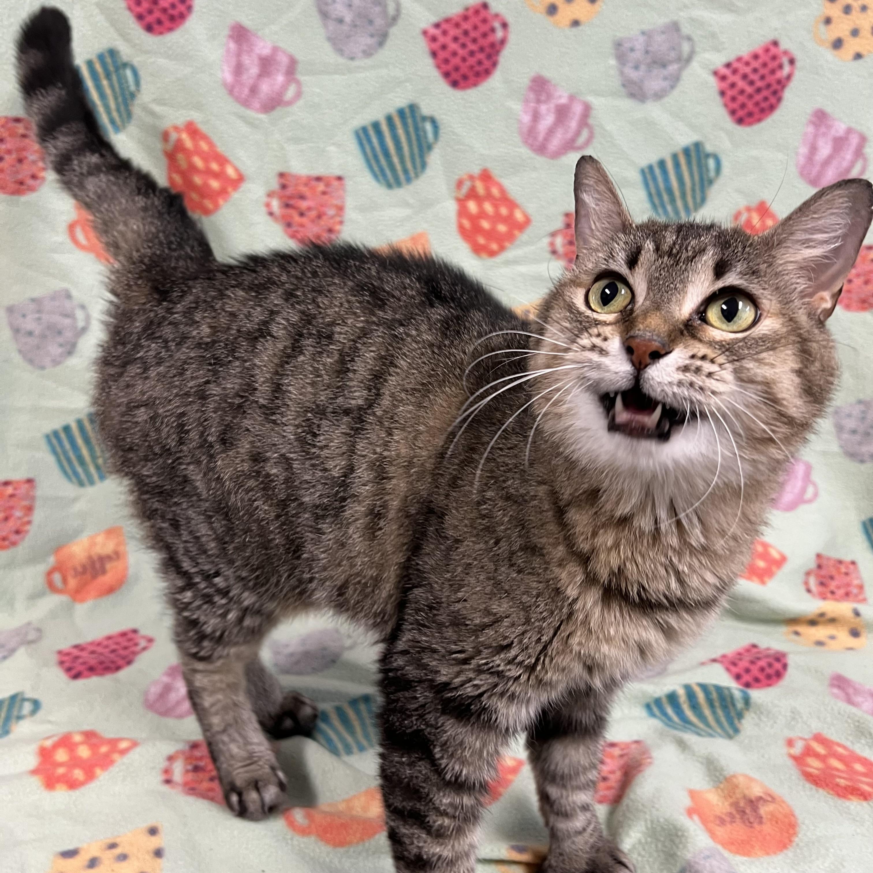 Stella, Adoptable, Adult Female Extra-Toes Cat / Hemingway Polydactyl.