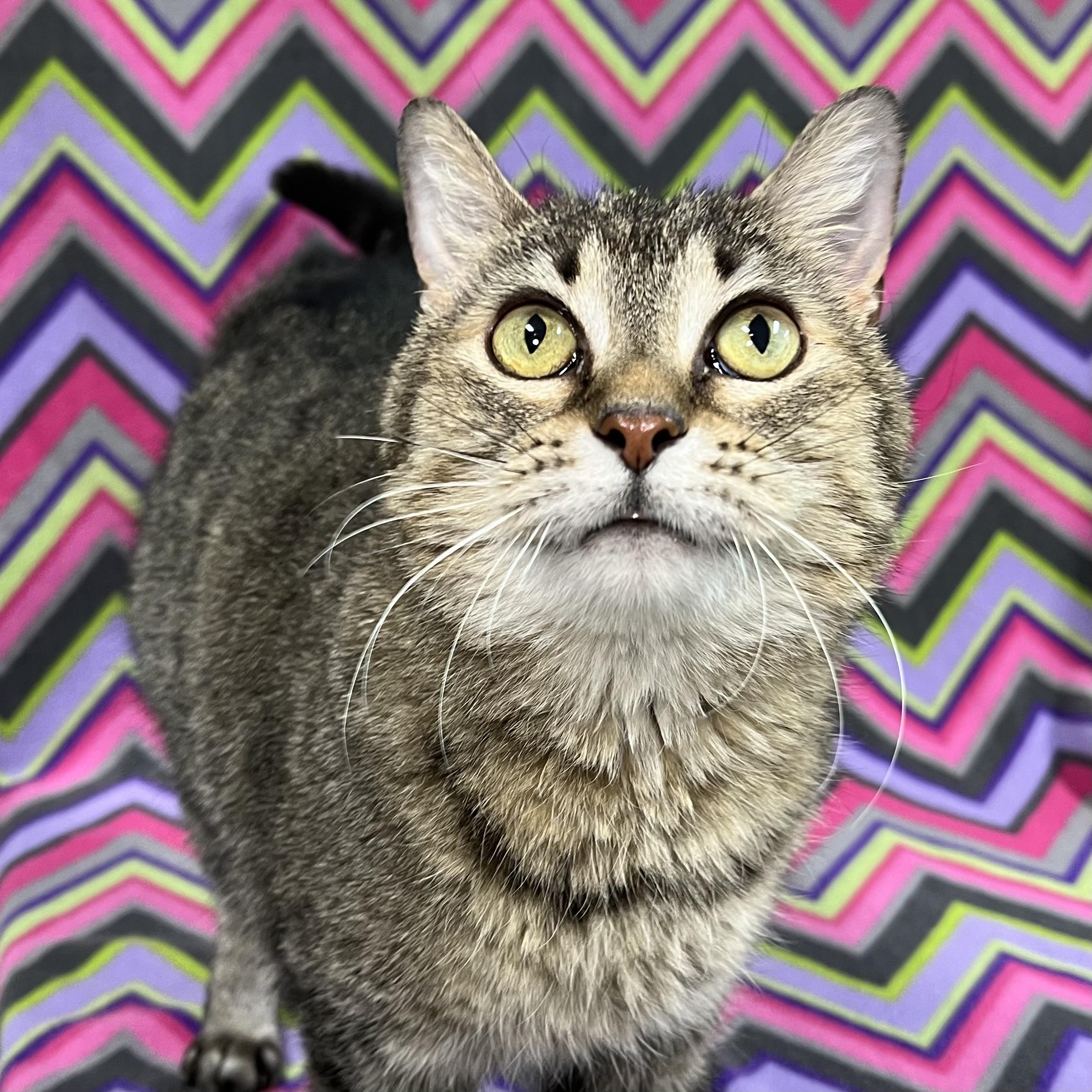 Stella, a Adoptable Extra-Toes Cat / Hemingway Polydactyl in Fairmont, MN image 5/6