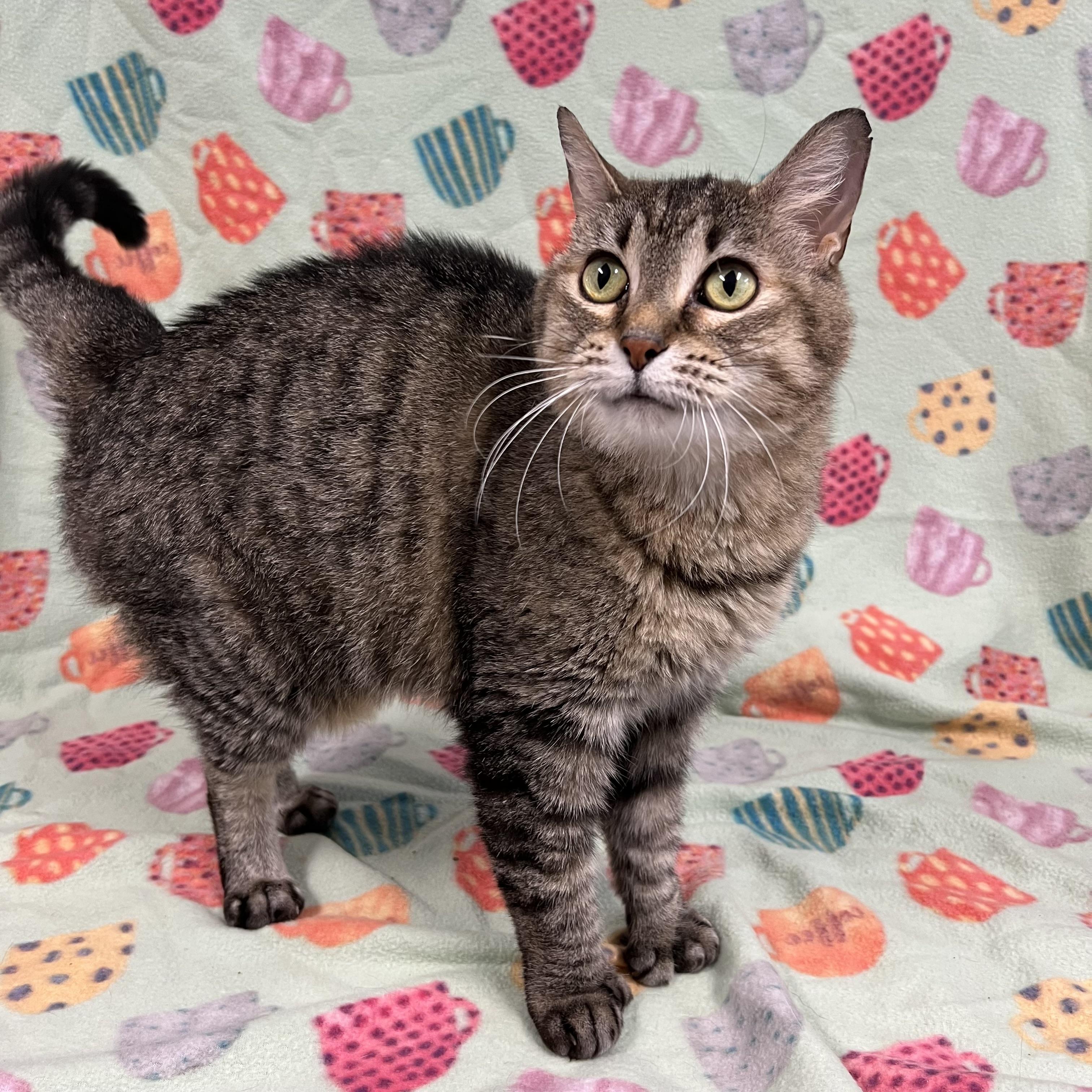 Stella, a Adoptable Extra-Toes Cat / Hemingway Polydactyl in Fairmont, MN image 4/6