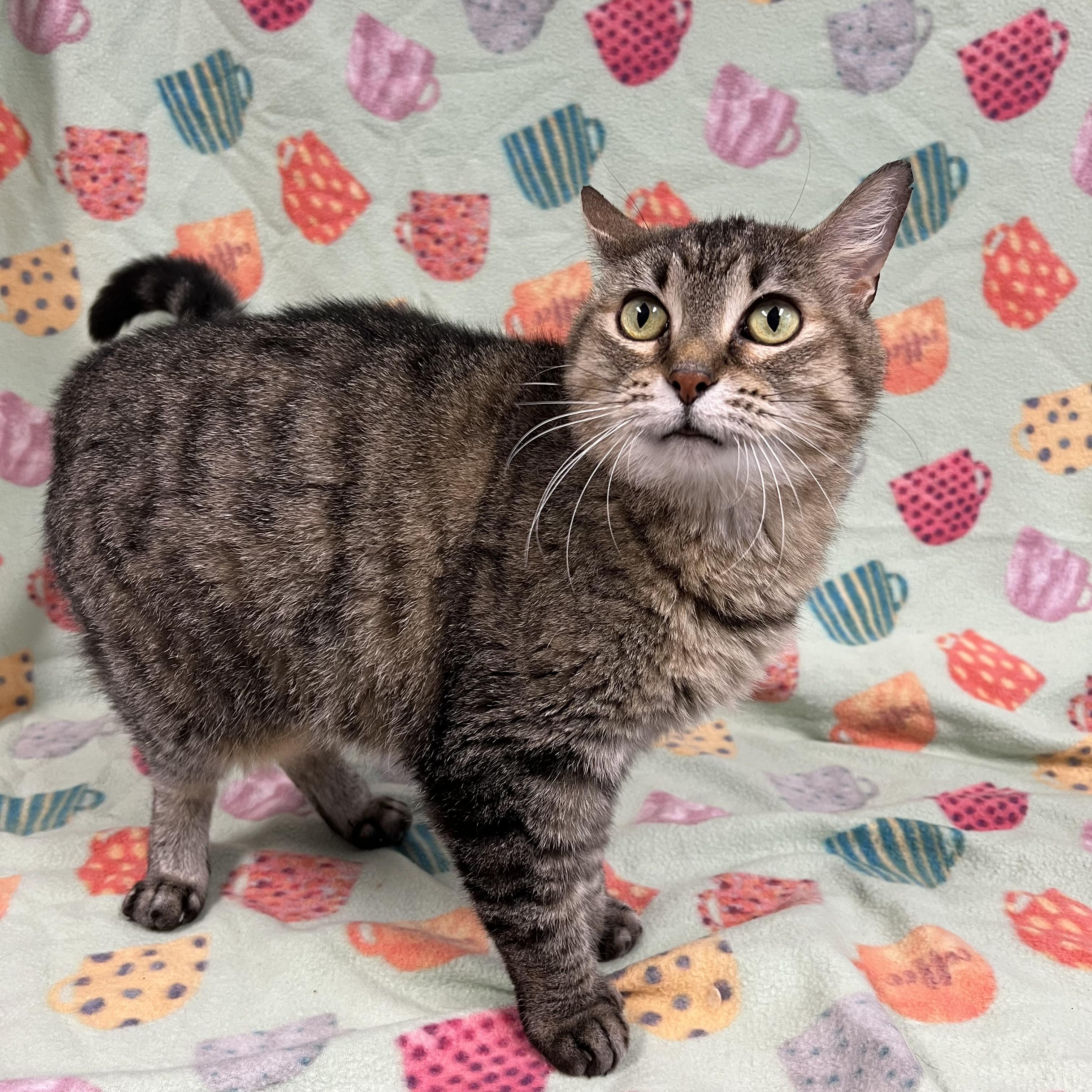 Stella, a Adoptable Extra-Toes Cat / Hemingway Polydactyl in Fairmont, MN image 6/6