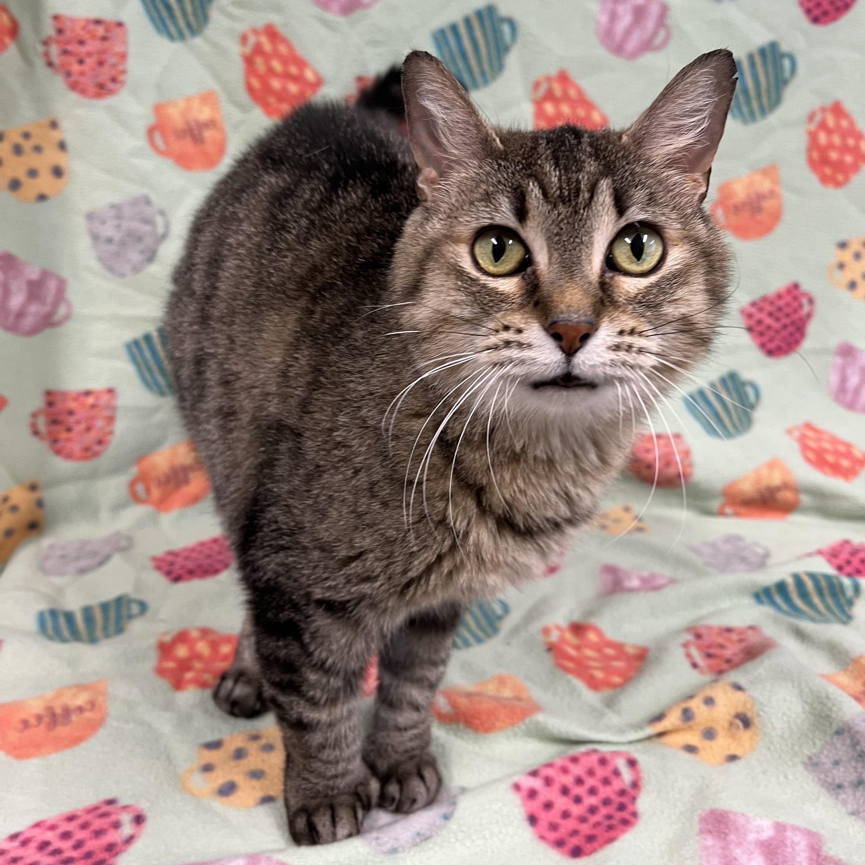 Stella, a Adoptable Extra-Toes Cat / Hemingway Polydactyl in Fairmont, MN image 3/6