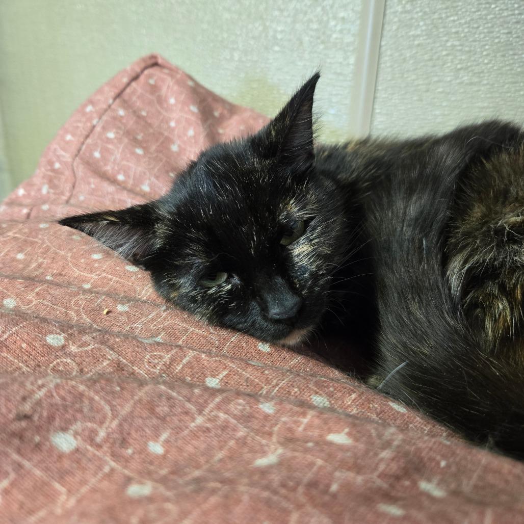 Dora, Adoptable, Young Female Domestic Short Hair.