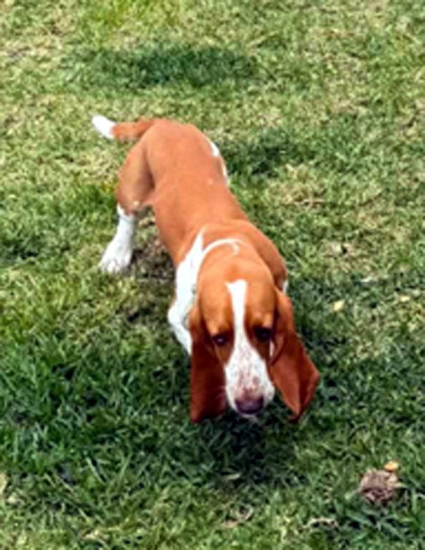 DENNIS - ADOPTION PENDING!, Adoptable, Young Male Basset Hound.