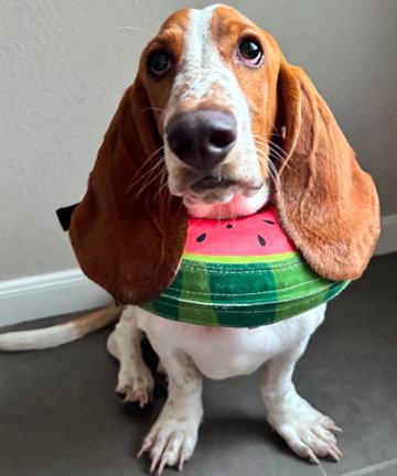 DENNIS - ADOPTION PENDING!, a Adoptable Basset Hound in Mays Landing, NJ image 2/3