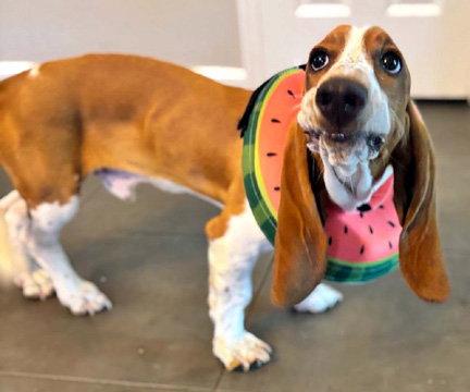 DENNIS - ADOPTION PENDING!, a Adoptable Basset Hound in Mays Landing, NJ image 3/3