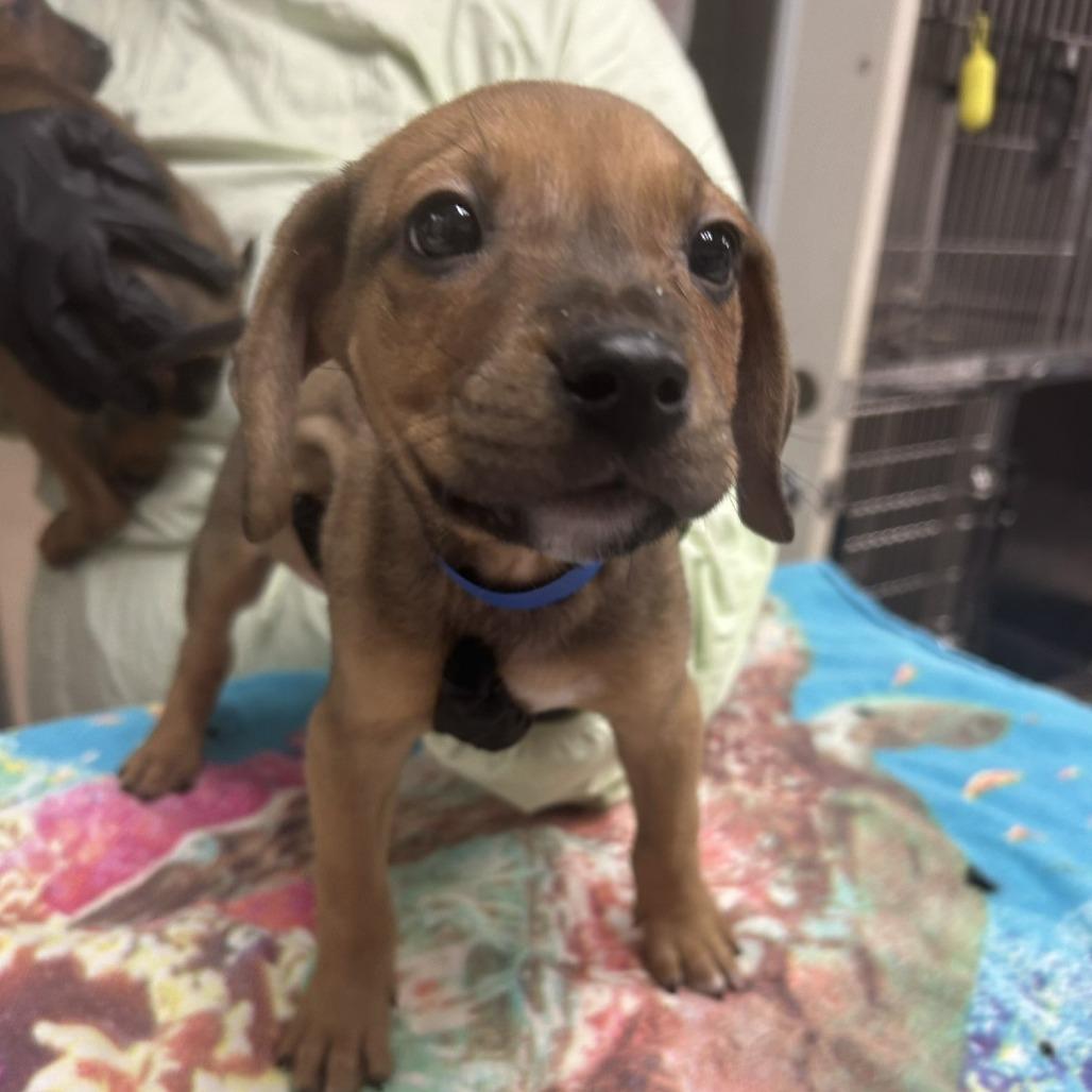 Enlarge Slider, a Adoptable Mixed Breed in Knoxville, TN image 1/1