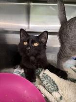 Enlarge Lindo, a Adopted Domestic Medium Hair in Manitowoc, WI image 1/1