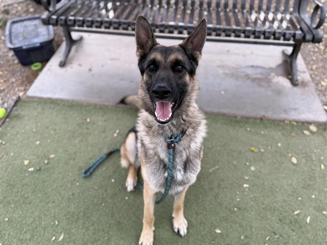 Enlarge TITO, a Adoptable German Shepherd Dog in Phoenix, AZ image 1/1
