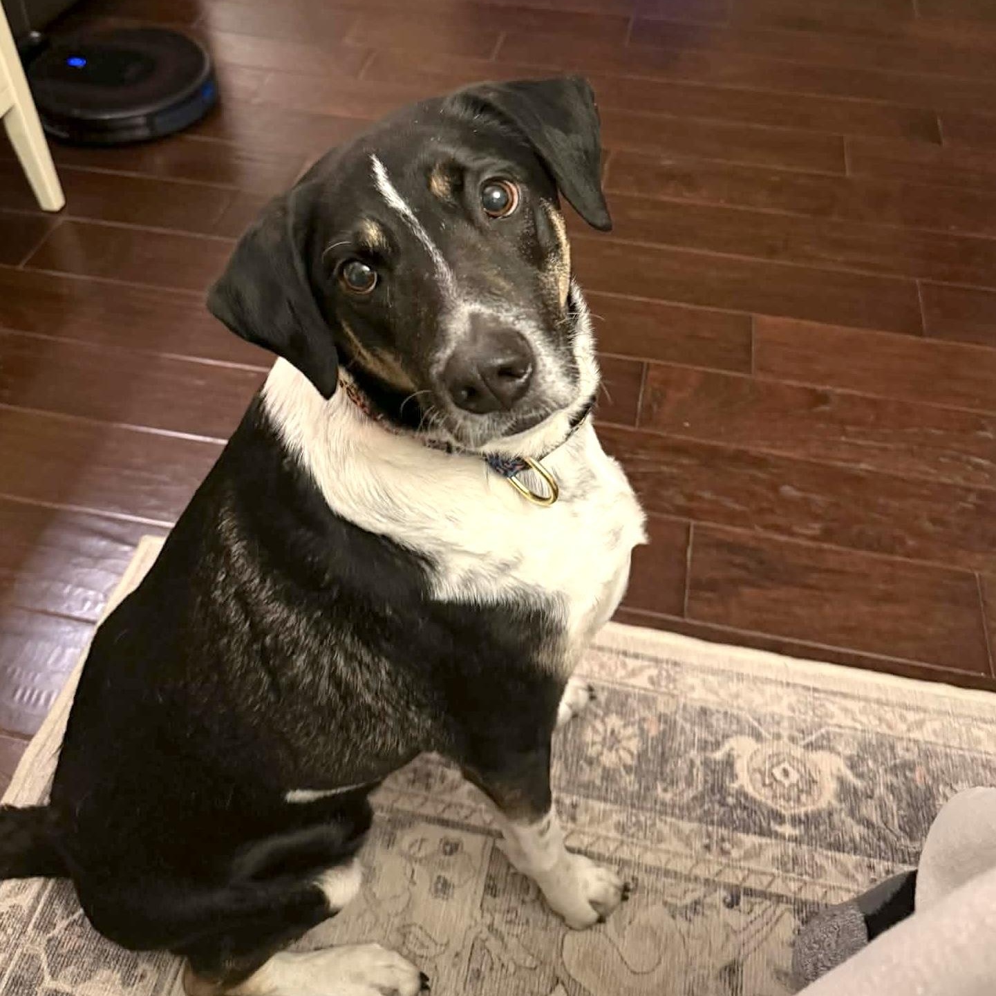 Enlarge Hutch, a Adoptable mixed breed in Andover, CT image 4/6