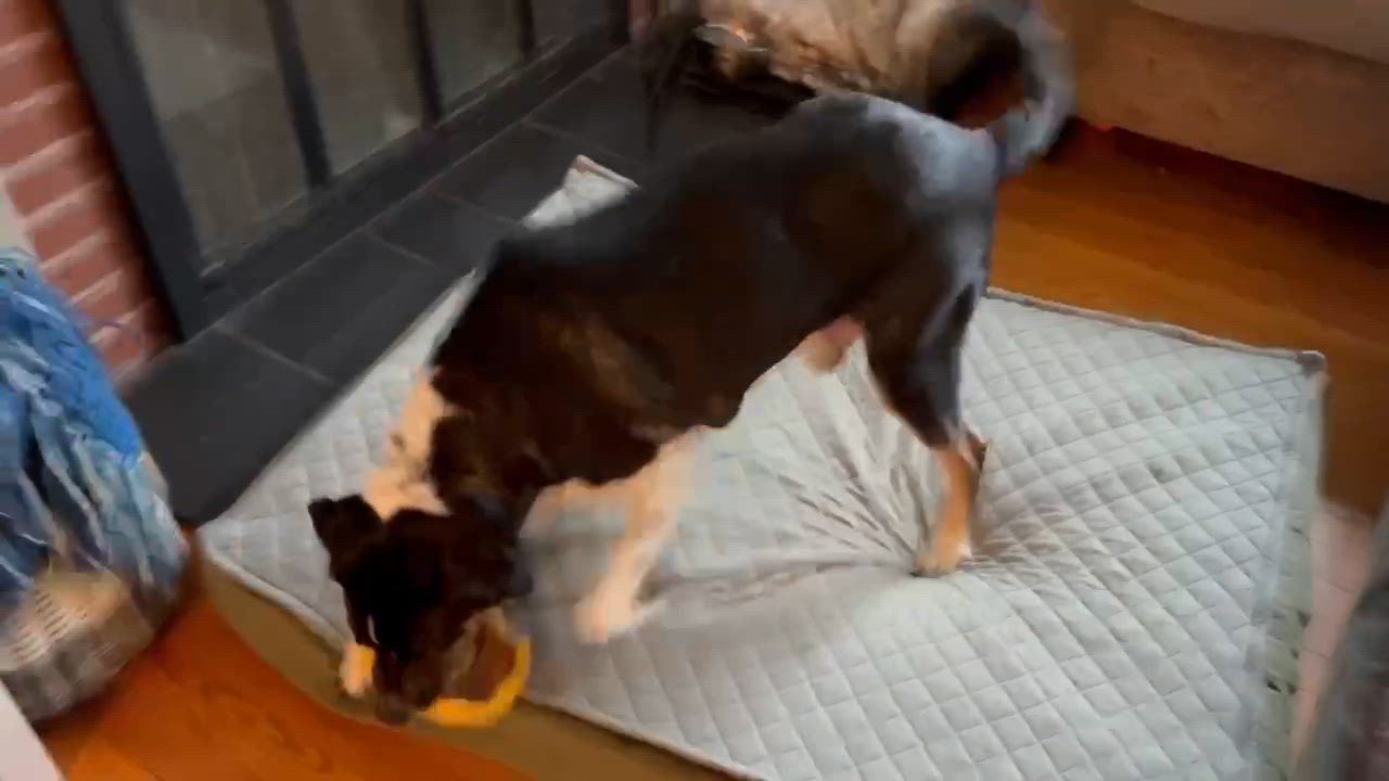 Enlarge Hutch, a Adoptable mixed breed in Andover, CT video 6/6