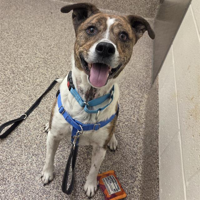 PARKER, Adoptable, Adult Male Pit Bull Terrier.