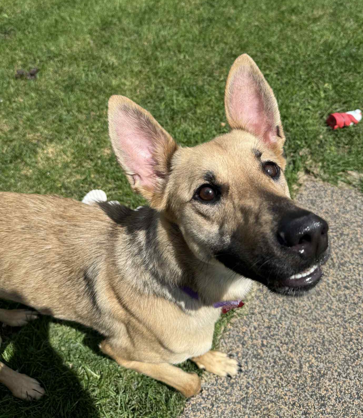 Ali