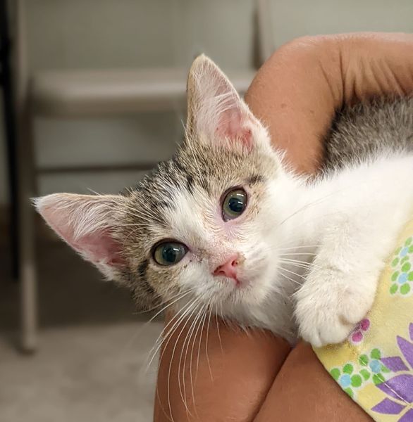 Andromeda, a Adoptable Domestic Short Hair in Tilton, IL image 4/6