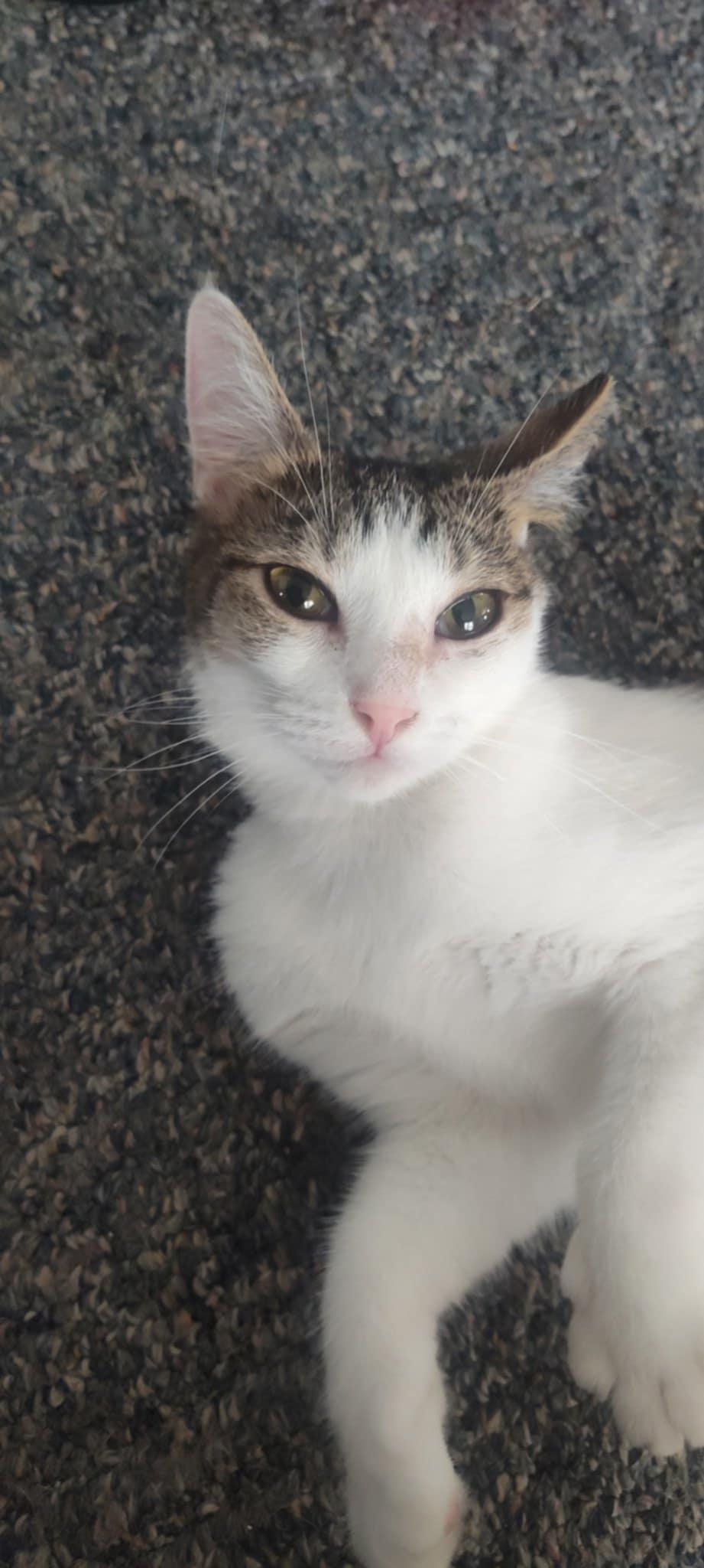 Andromeda, Adoptable, Adult Female Domestic Short Hair.