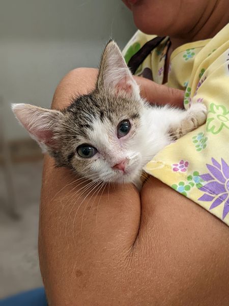 Andromeda, a Adoptable Domestic Short Hair in Tilton, IL image 5/6