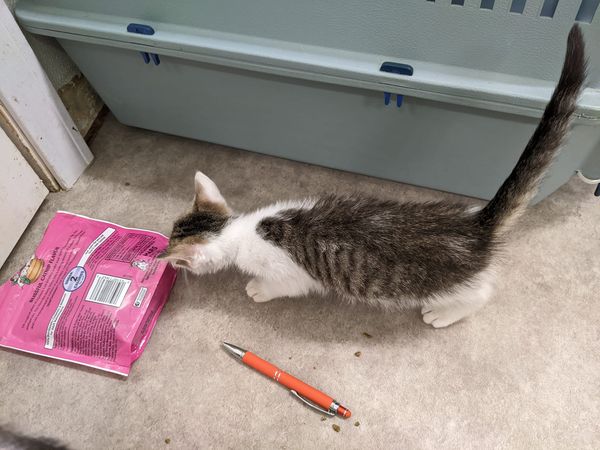 Andromeda, a Adoptable Domestic Short Hair in Tilton, IL image 6/6